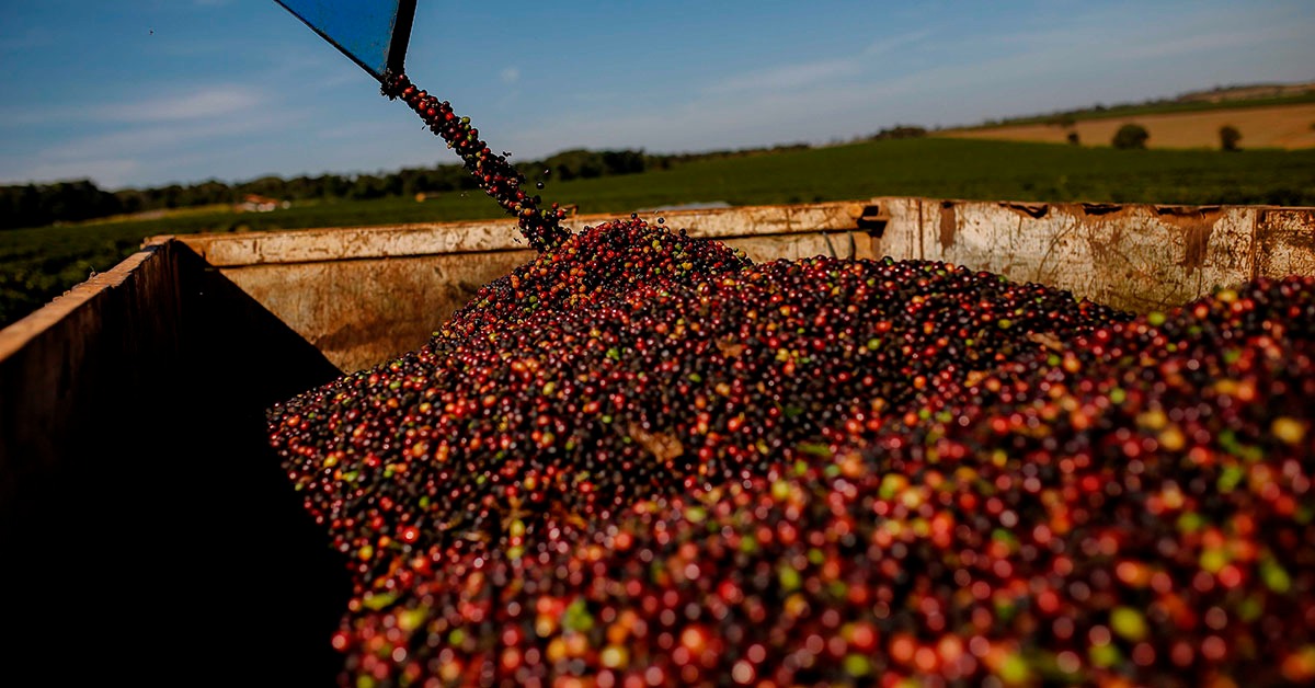 Região do Cerrado Mineiro celebra 20 anos da conquista da Indicação Geográfica