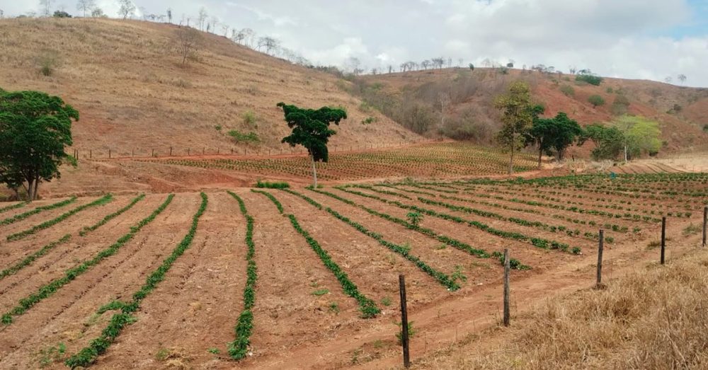 Café conilon pode ser alternativa para diversificação da pecuária de leite
