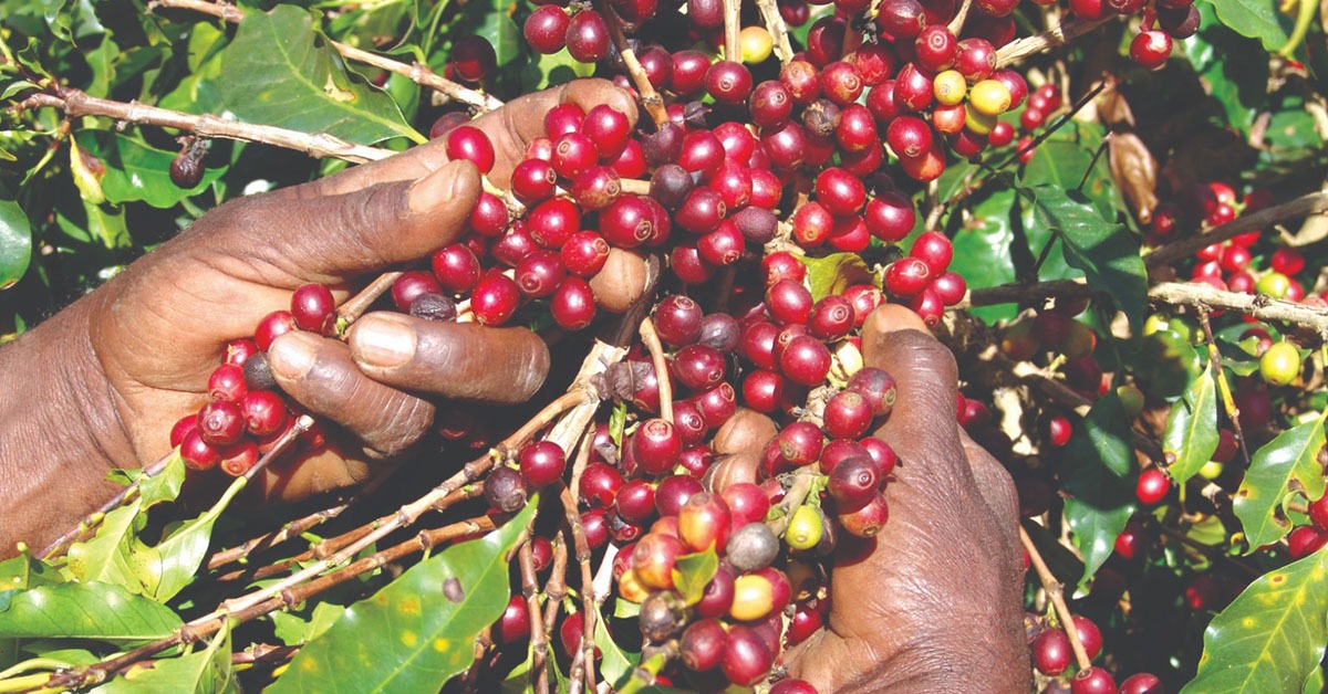 Desembolso do crédito rural cai 21% em Minas Gerais