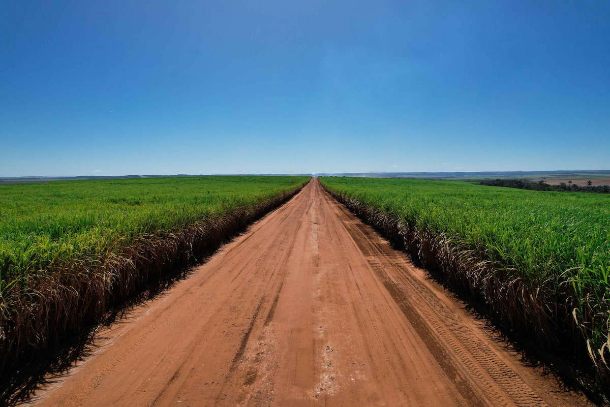 Clima impacta e safra de cana-de-açúcar recua em Minas Gerais