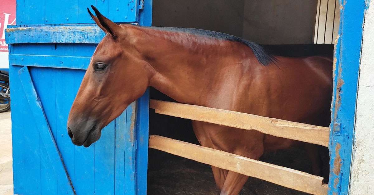 Passaporte Sanitário Equestre já está valendo em Minas