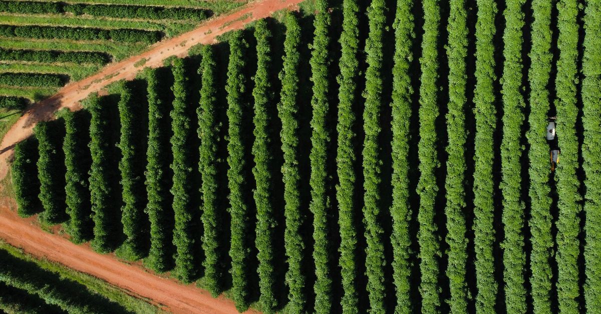 Joint venture vai investir R$ 1 bilhão para criar a maior fazenda de café arábica em Minas