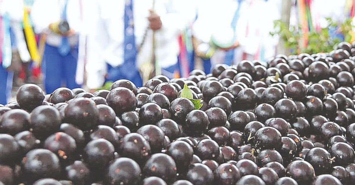 Sabará recebe a 39ª edição do Festival da Jabuticaba nesta semana