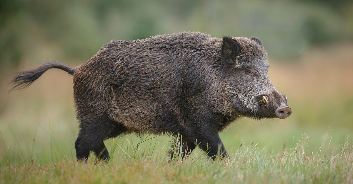 ALMG aprova Projeto de Lei que permite controle e manejo do javali