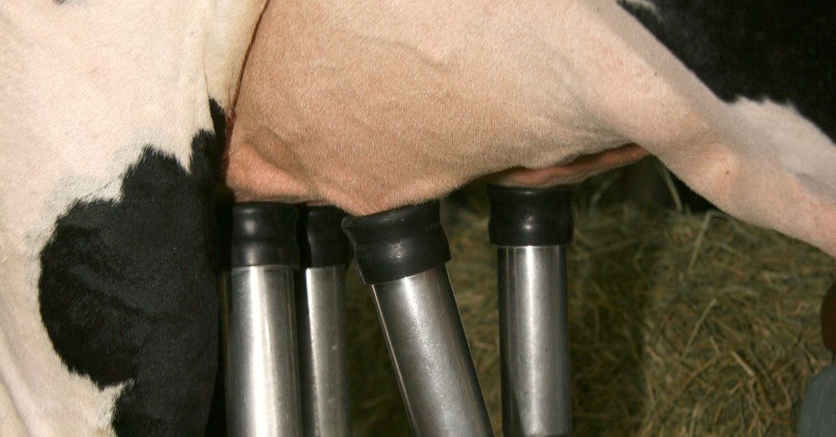 Queda de 3,68% em setembro agrava margens dos produtores de leite