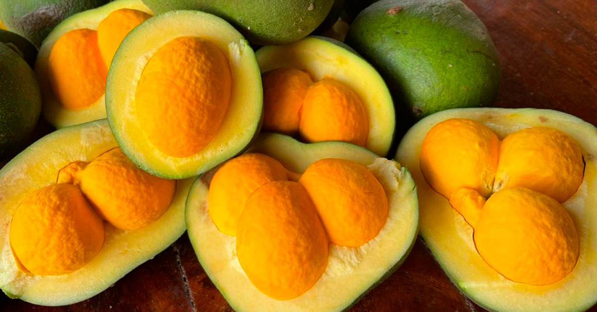 Símbolo do Cerrado, pequi fortalece economia e cultura do Norte de Minas