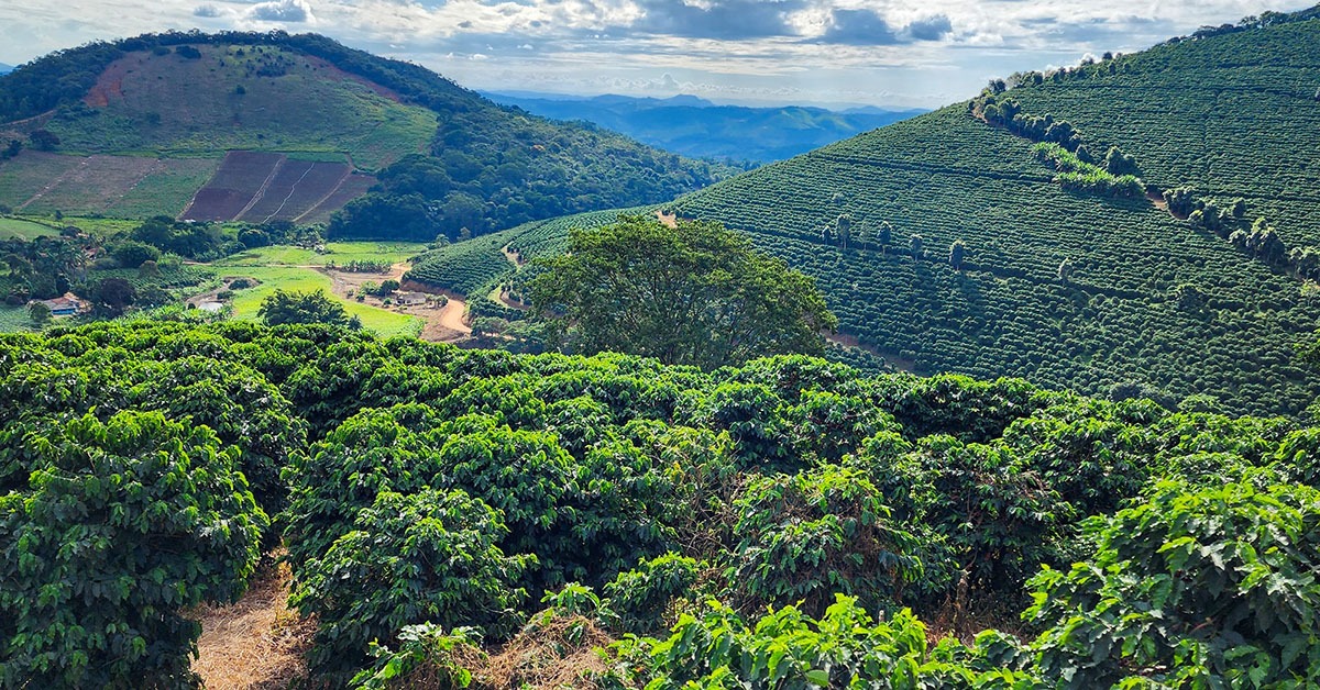 Valor Bruto da Produção agropecuária mineira caminha para novo recorde