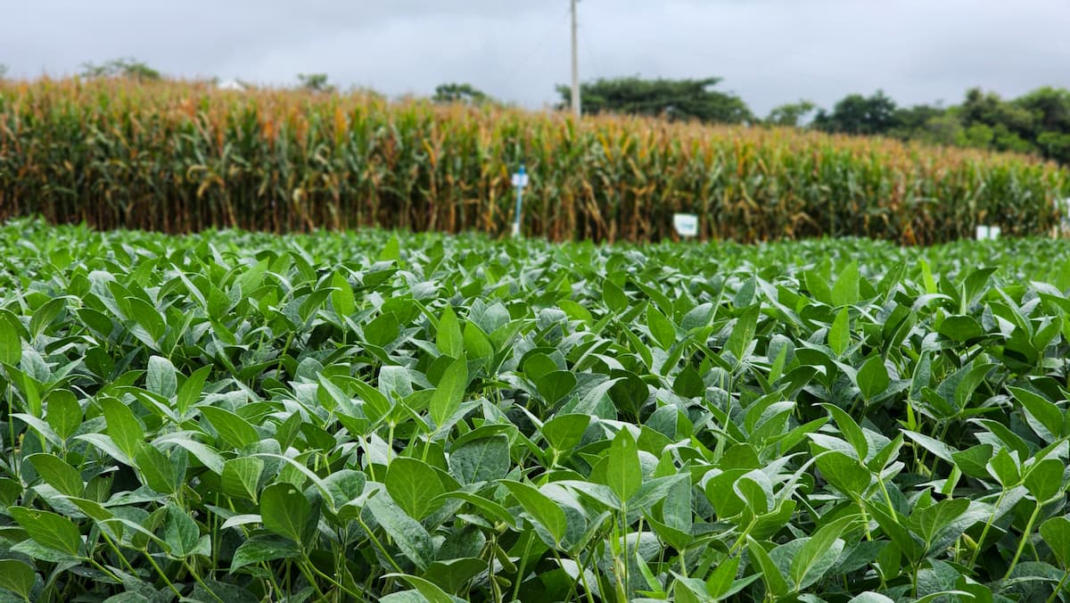 Plataforma Selo Verde: tecnologia criada em Minas recebe reconhecimento internacional da FAO