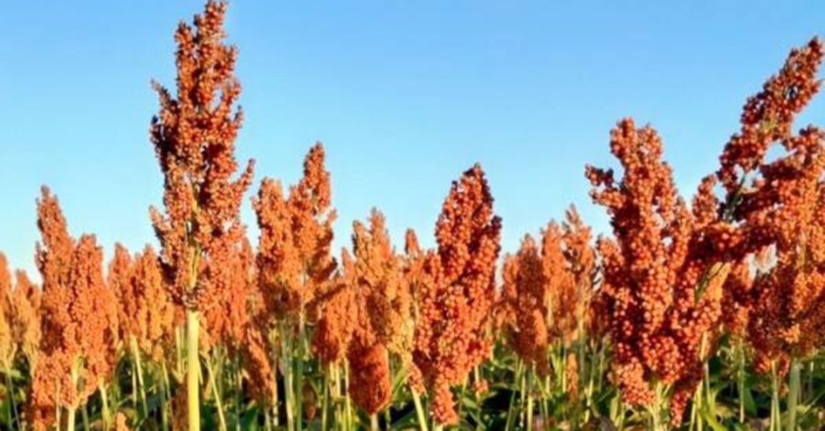 Com chegada de multinacional, Uberlândia pode abrigar uma das principais estações de sorgo do mundo