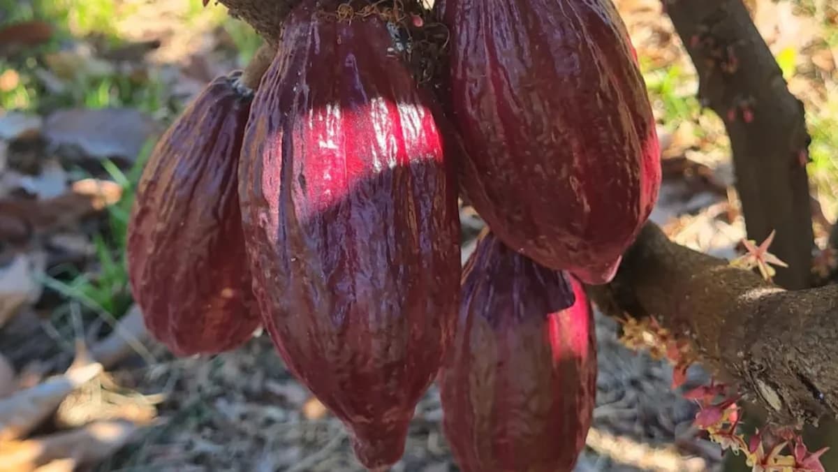 À sombra da bananeira, plantio do cacau projeta Norte de Minas no mercado mundial