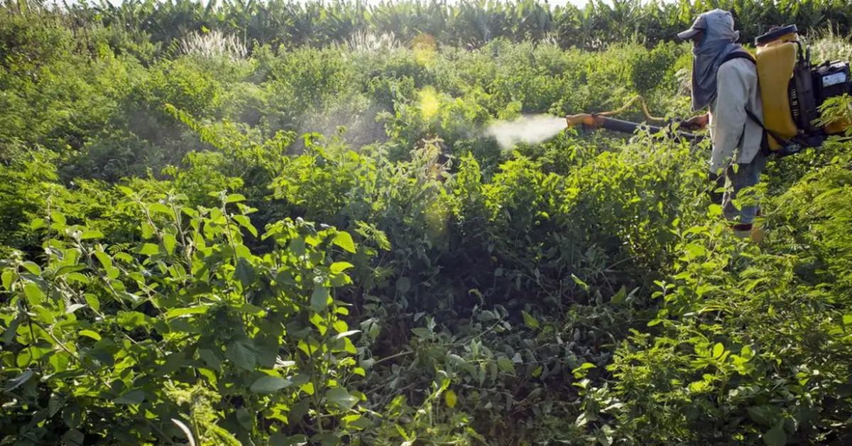 Agrotóxicos atingem população já em vulnerabilidade, diz especialista