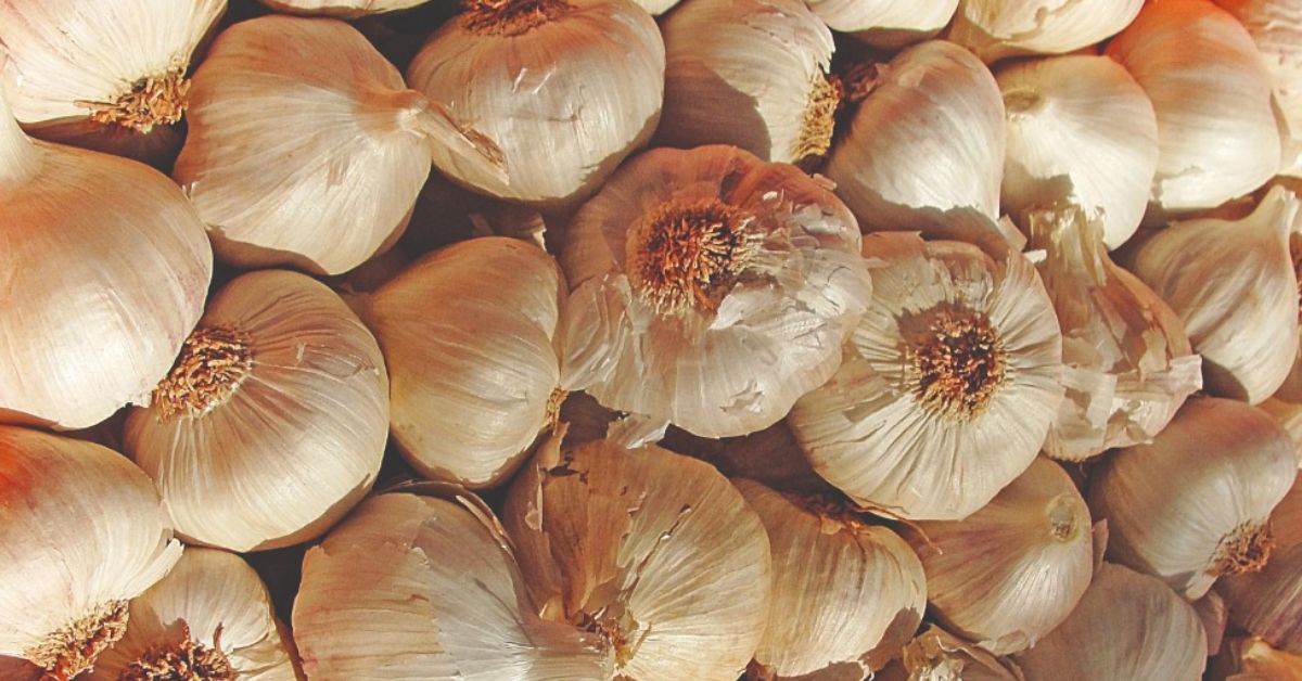 Zoneamento climático impulsiona produção de alho em Minas e reduz riscos para agricultores