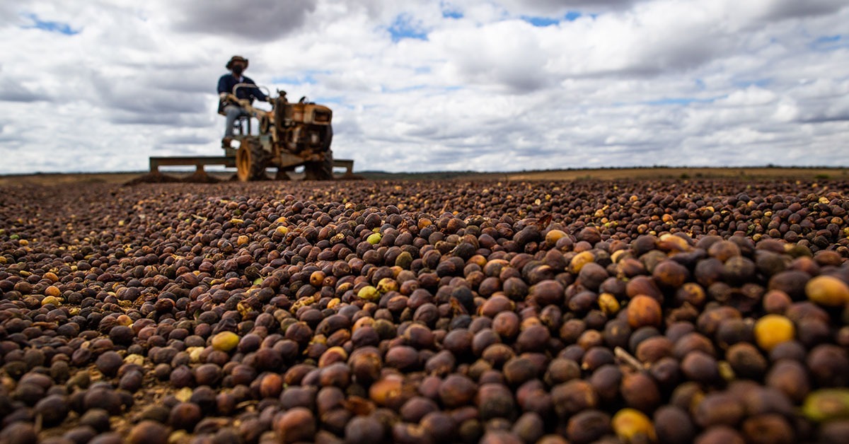 Bienalidade negativa e dificuldades climáticas derrubam a safra de café em Minas Gerais