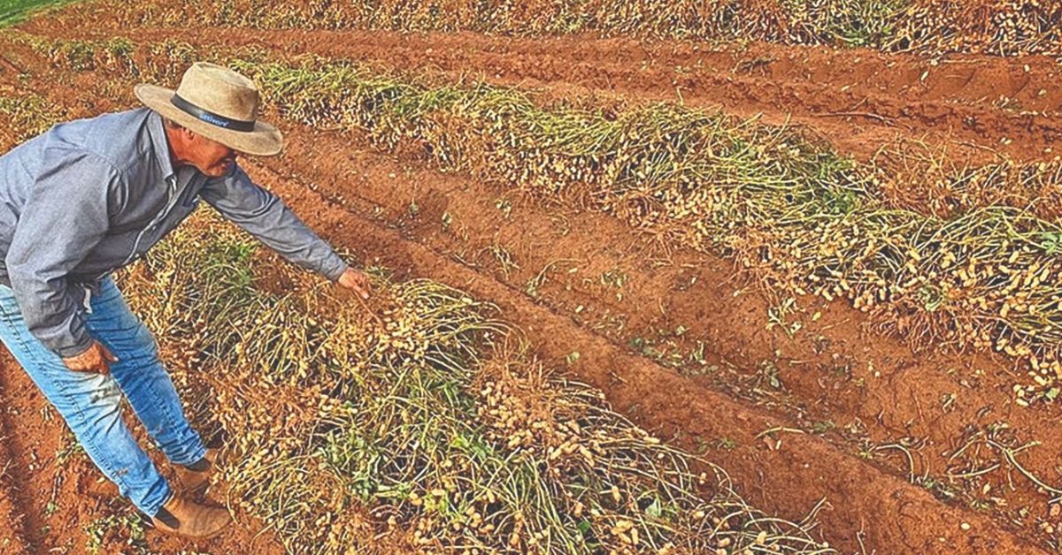 Cultura do amendoim ganha mapeamento inédito