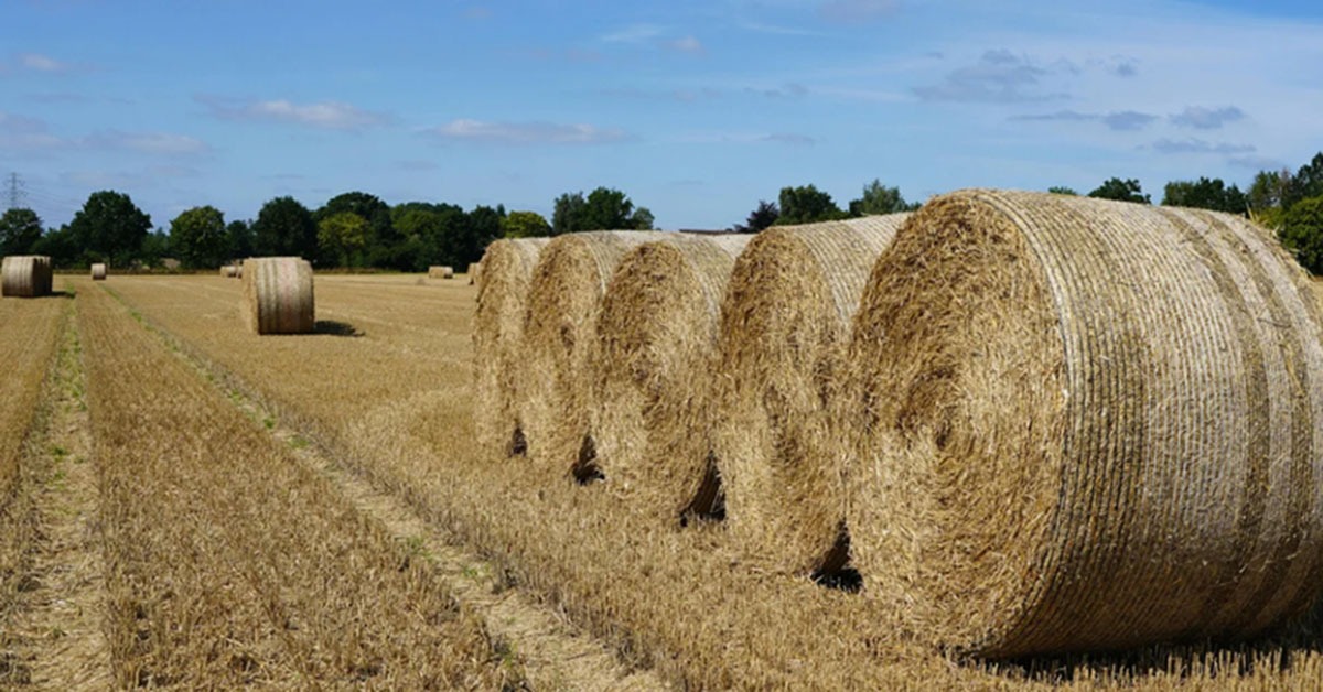 Agronegócio brasileiro soma 525 aberturas de mercado desde 2023