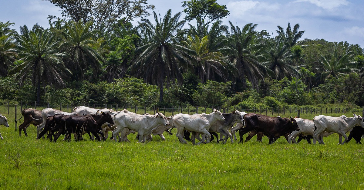 Agronegócio em Minas em 2025: bons resultados em expansão de mercados