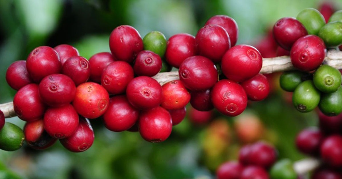 Volatilidade deve marcar mercado de café em 2026, aponta Cepea