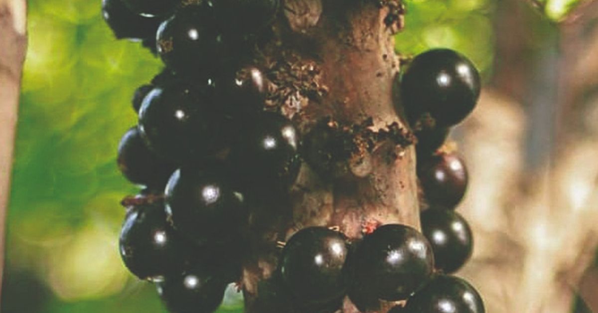 1º Festival da Jabuticaba de Santa Tereza começa neste sábado (6)