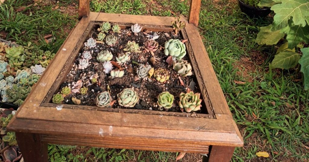 Rancho das Suculentas