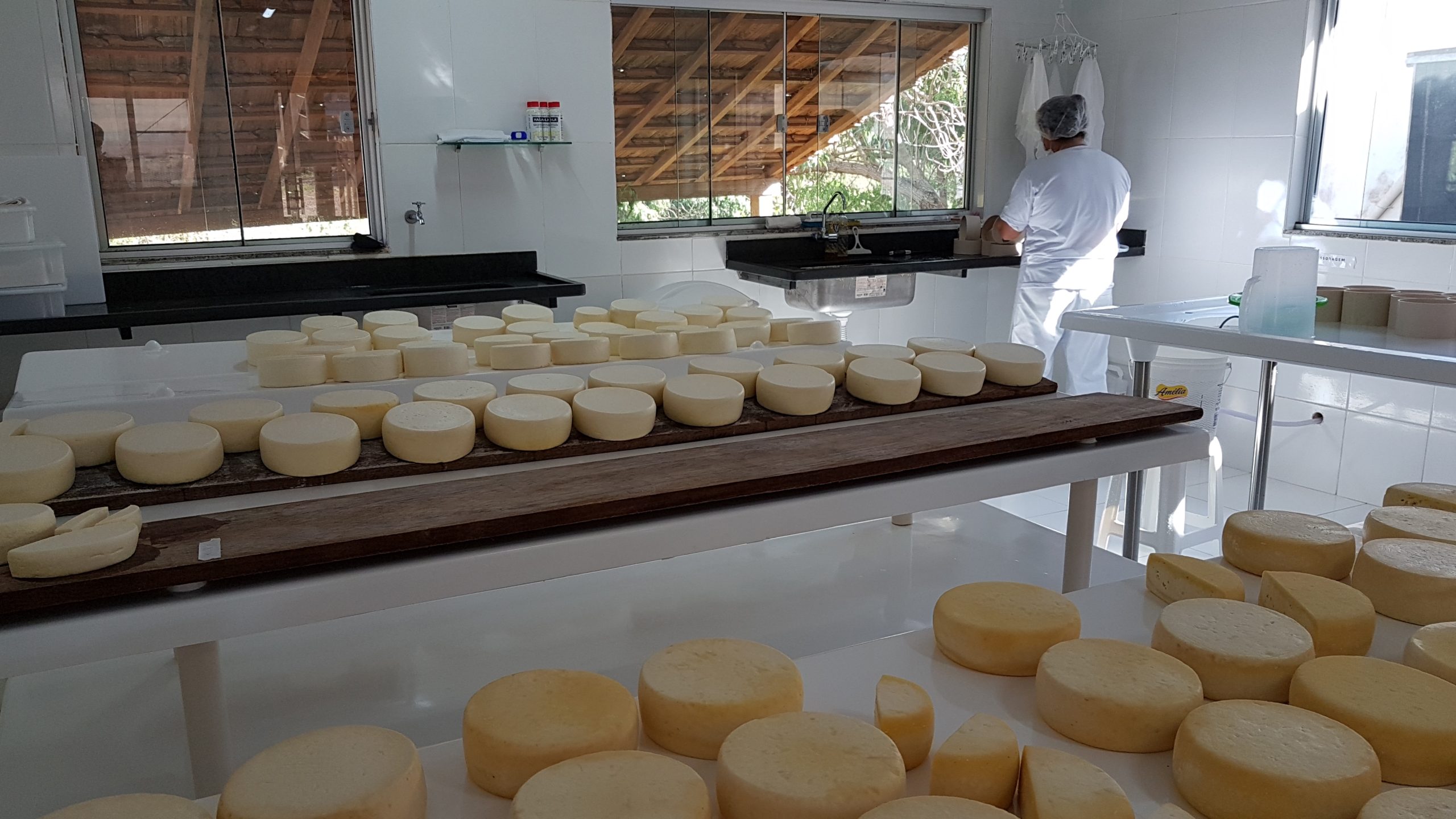 Dia Mundial do Queijo: Agroindústria familiar mineira produziu 43 mil toneladas da iguaria em 2025