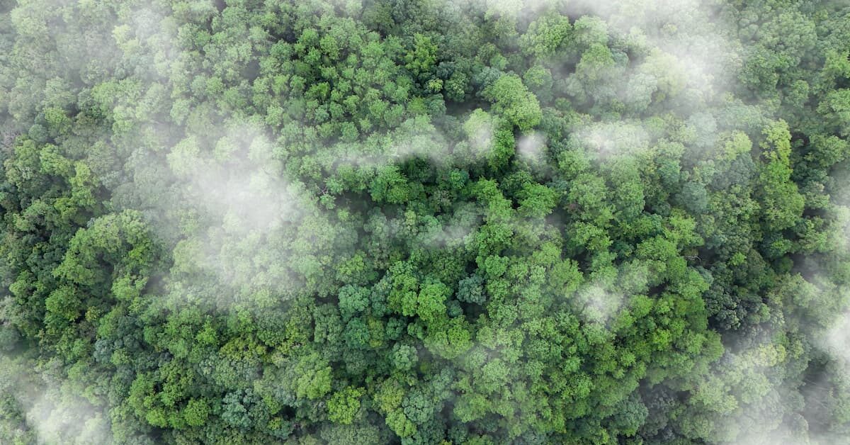 A conta do carbono chega antes do mercado