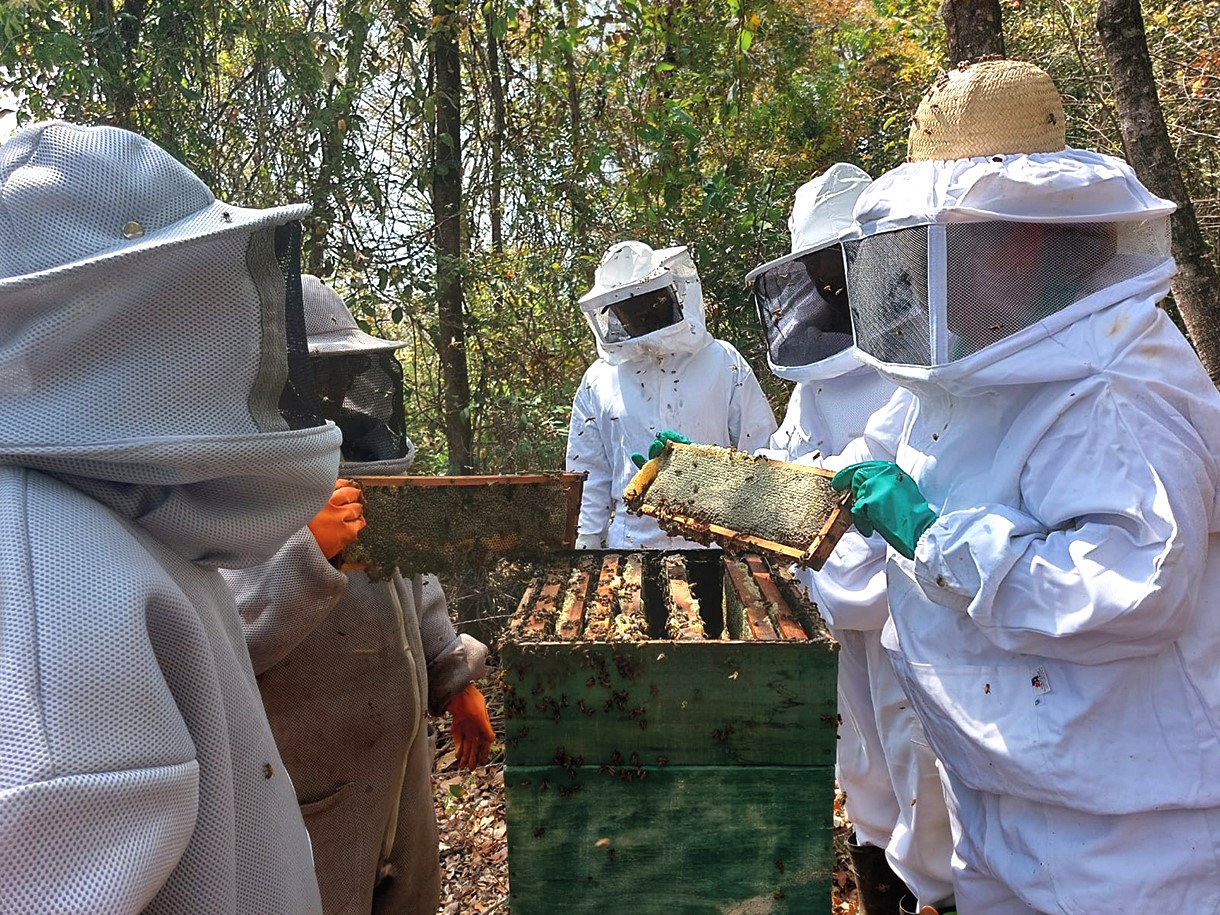 Nova cartilha da Emater-MG orienta sobre boas práticas no processamento do mel