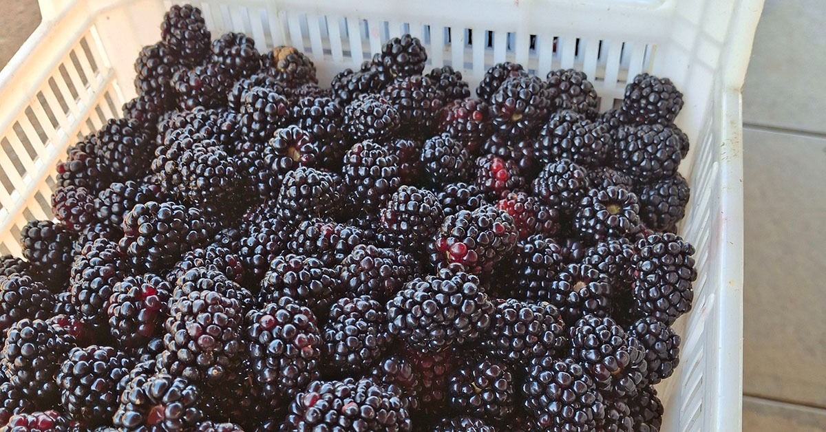 Além do café, frutas vermelhas impulsionam a agricultura em Machado, no Sul de Minas