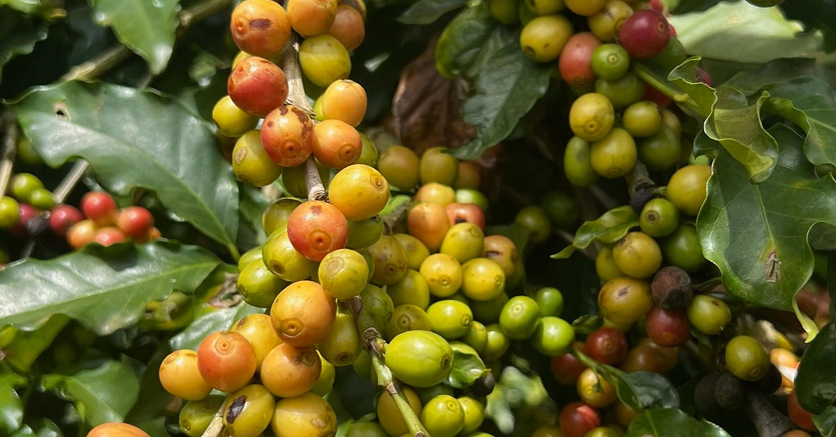 Vendas da safra de café 2026/27 avançam 8%, abaixo da média histórica