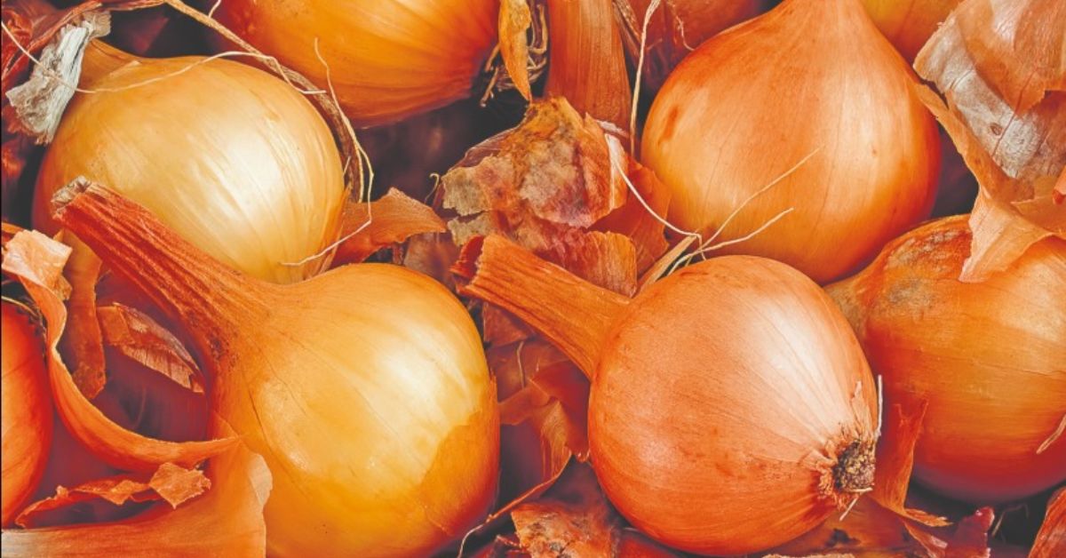 Cebola lidera alta de preços em Minas com avanço de 34% em dezembro