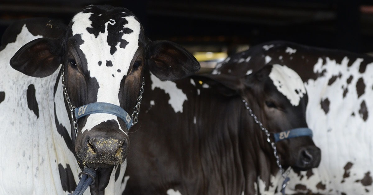 Leilões da Expoinel Minas 2026 devem gerar cerca de R$ 30 milhões