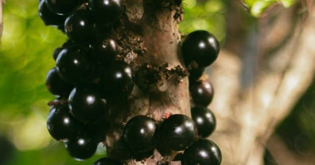 APL Jabuticaba de Cachoeira do Campo busca valorizar o fruto e impulsionar a economia