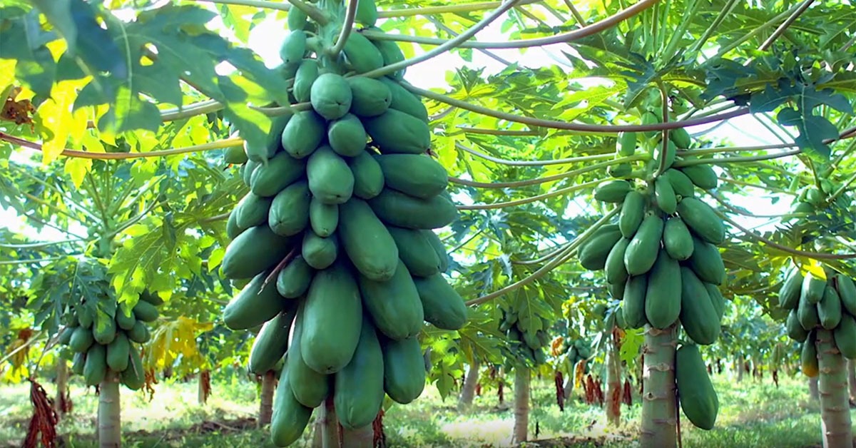 Proibição da França a frutas sul-americanas deve ter impacto limitado em Minas