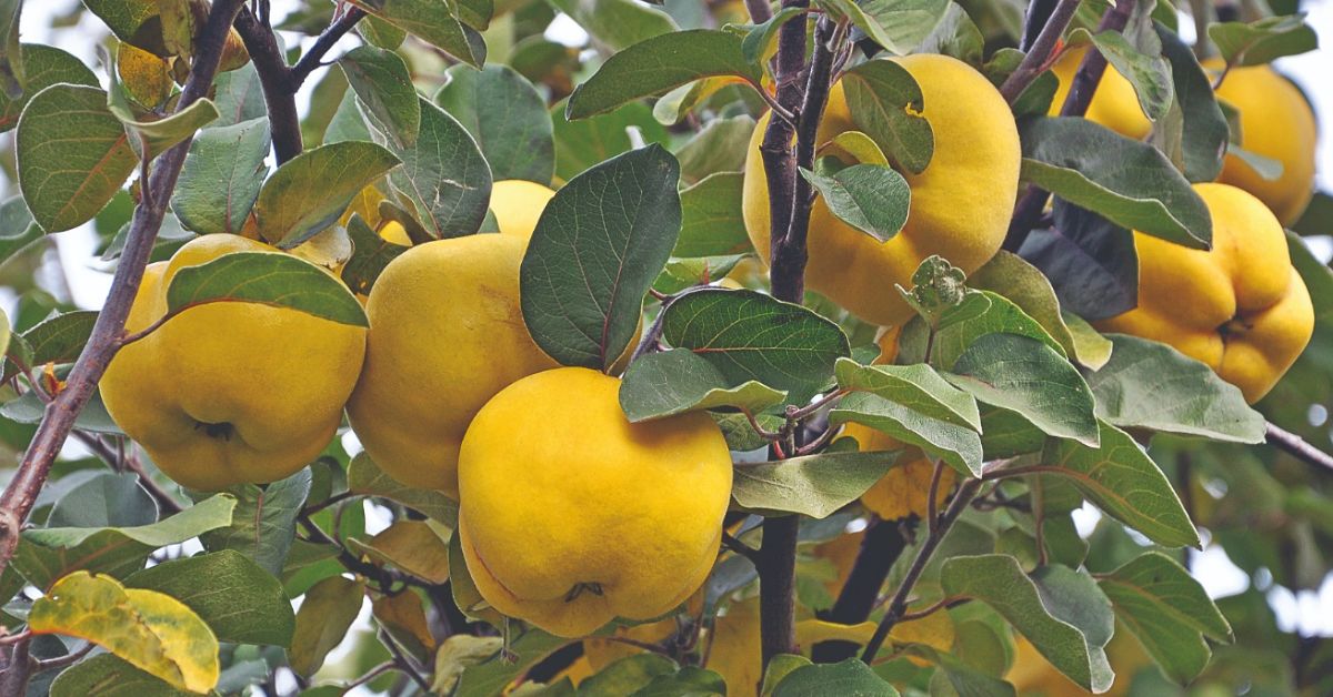 Festival do Marmelo celebra culinária e tradição no Sul de Minas