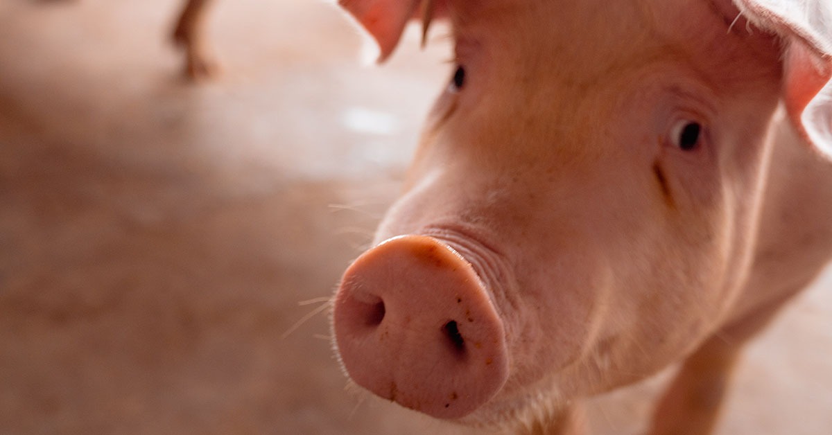 Exportações de carne suína de Minas crescem quase 30% e atingem maior patamar em dez anos