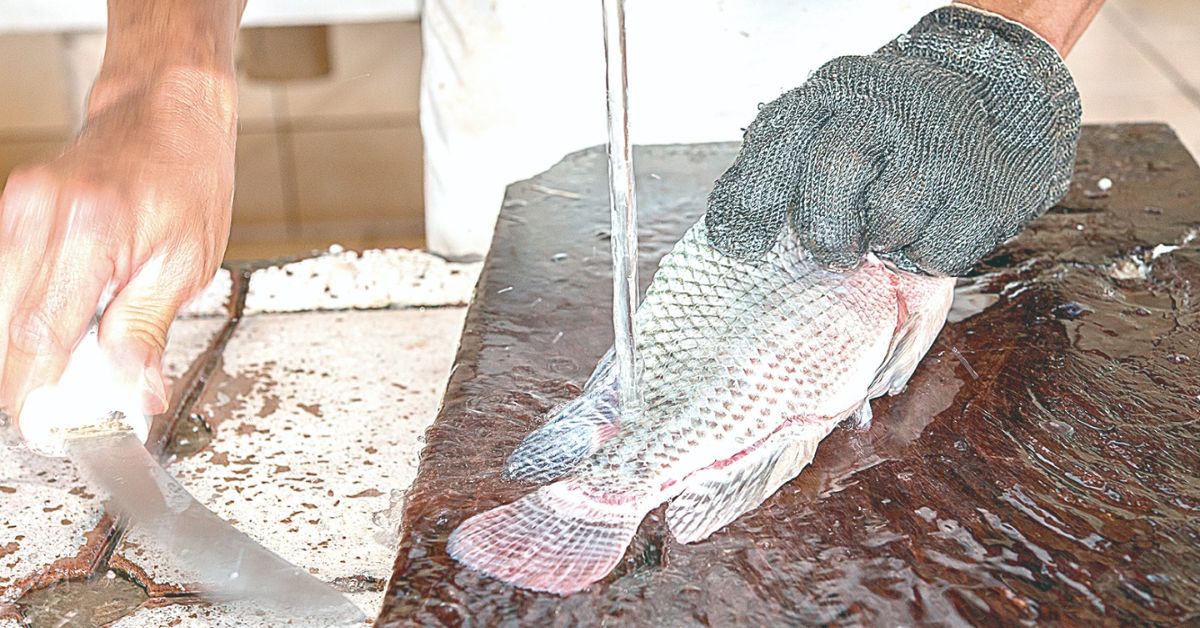 Falta de frigoríficos certificados atrasa exportação de tilápia em Minas