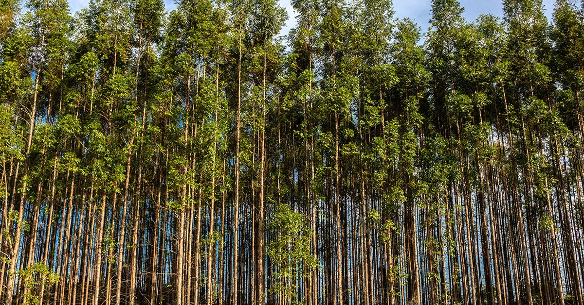 Com exportações em alta, setor florestal mineiro aposta em rastreabilidade para acessar a UE