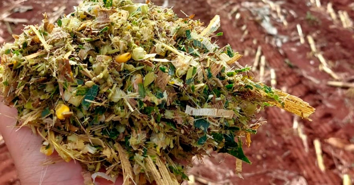 Pesquisa da Ufla estuda bactéria capaz de reduzir em até 50% as perdas na silagem