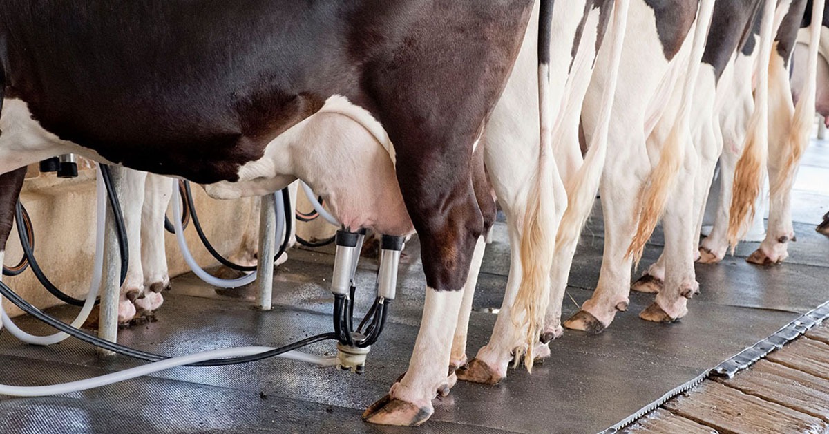 Valores do leite no campo já iniciam 2026 em patamares bem abaixo dos registrados em anos anteriores