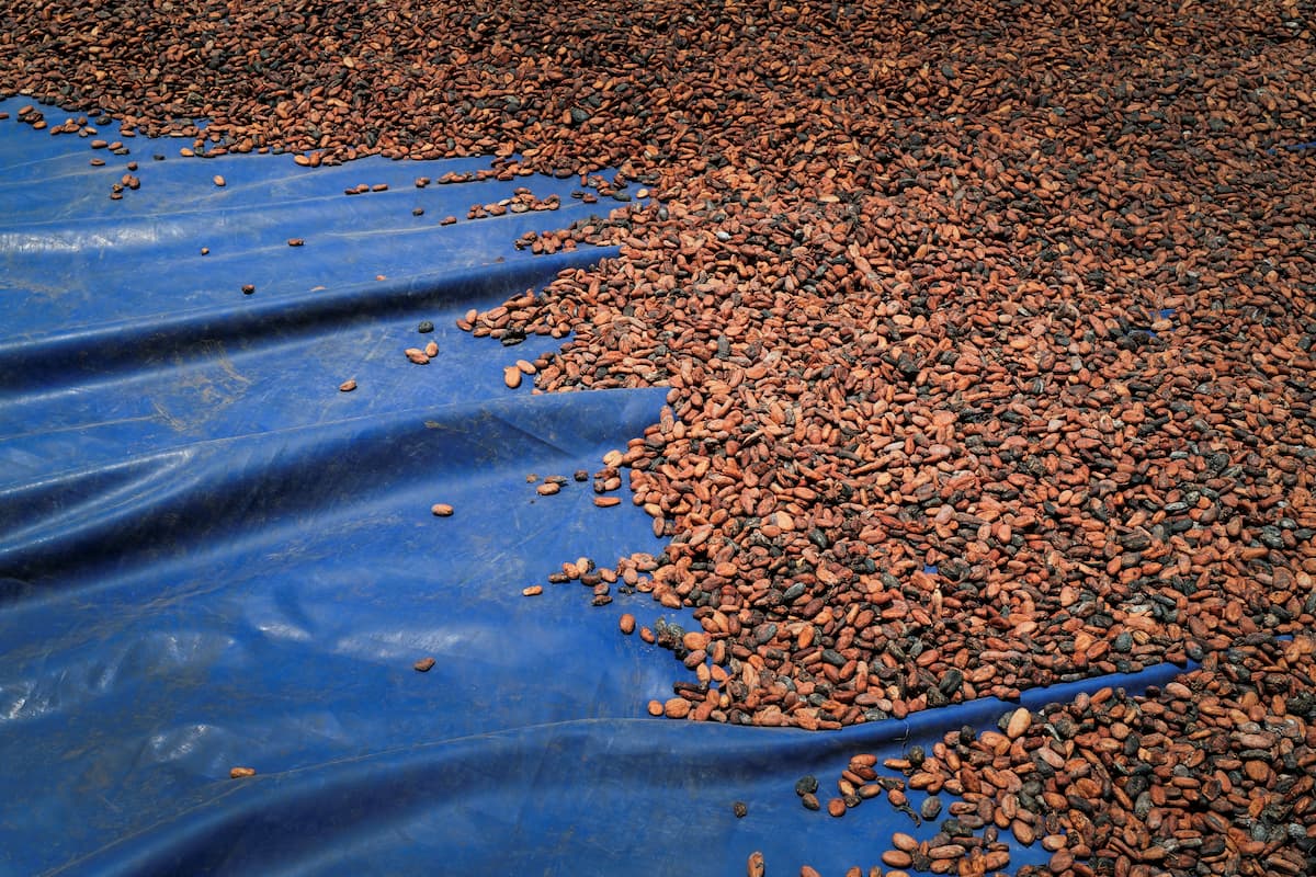 Brasil suspende importação de cacau da Costa do Marfim por risco fitossanitário