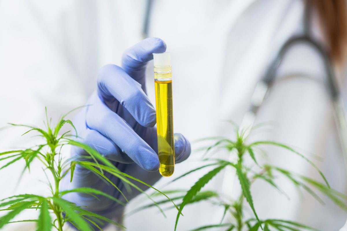 Pessoa de luvas segurando um frasco com óleo de cannabis e plantas de maconha.