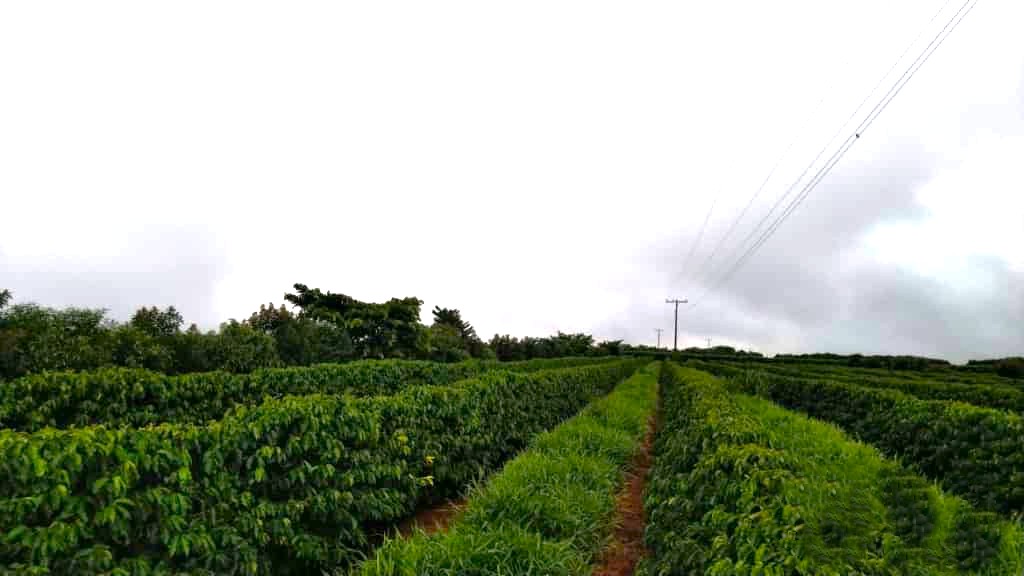 Manejo regenerativo reduz em 30% incidência de praga comum no Cerrado Mineiro; saiba mais