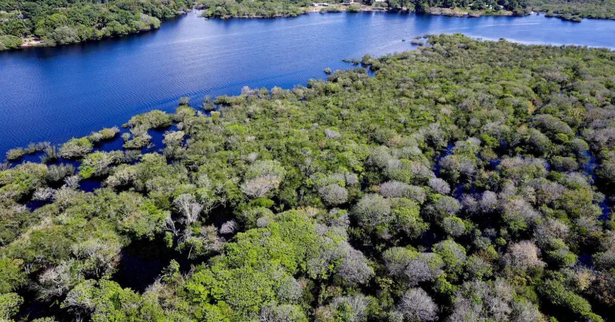 Governo lança edital para combate ao desmatamento na Amazônia