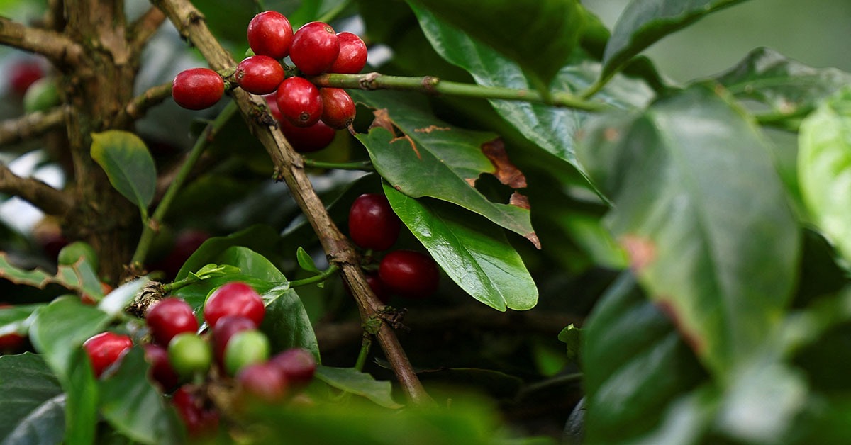 Minas amplia produção de café canéfora com alta nos preços