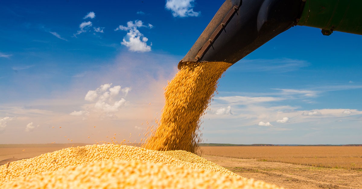 Colheita da soja em Minas começa com previsão de 8,9 milhões de toneladas