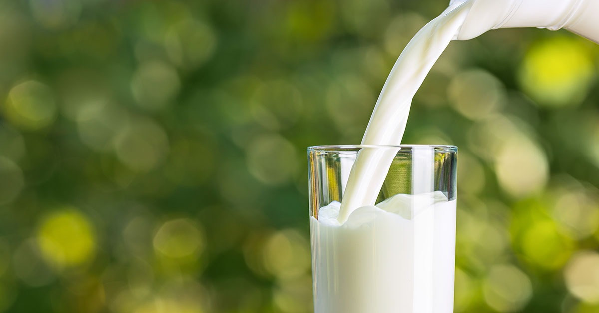 Leite de fácil digestão vem ganhando mercado no País e atrai grandes laticínios