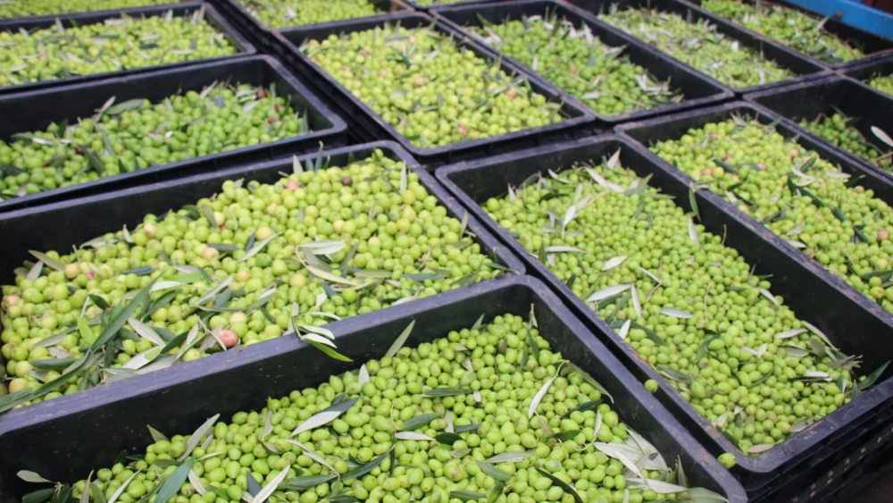 Serra da Mantiqueira espera safra recorde de azeite em 2026