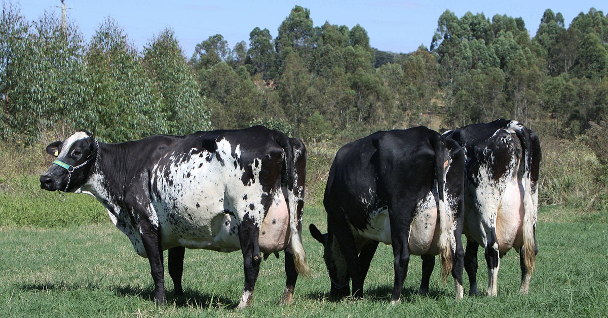 Cooperativas do Paraguai investem em genética Girolando para dobrar produção de leite