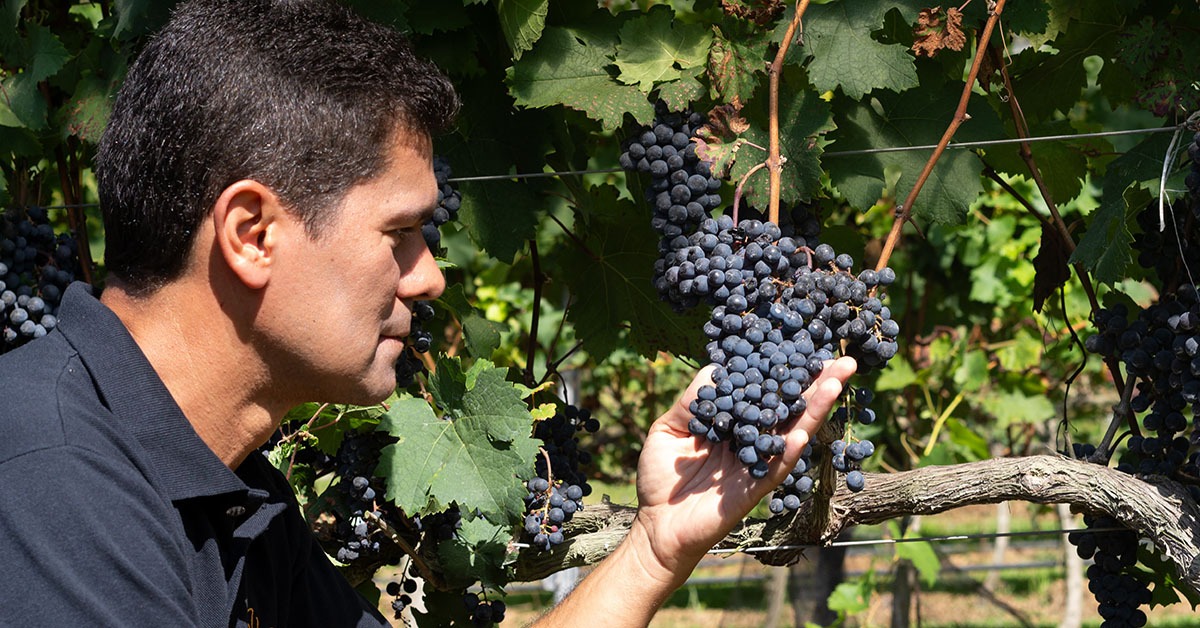Vinícola da Serra da Mantiqueira abre safra de vinhos com expectativas de produção 40% maior