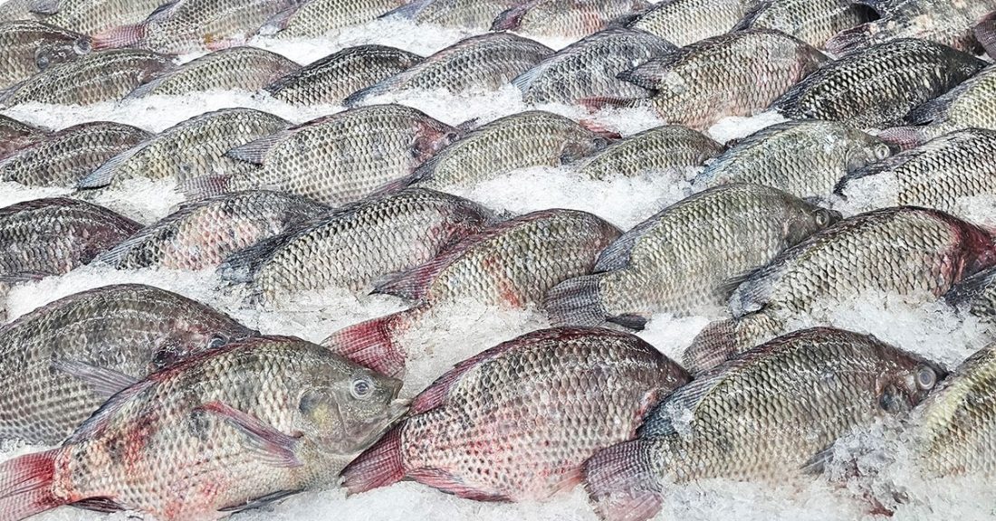 Abipesca prevê aumento de 100% nas exportações após decisão da Suprema Corte dos EUA