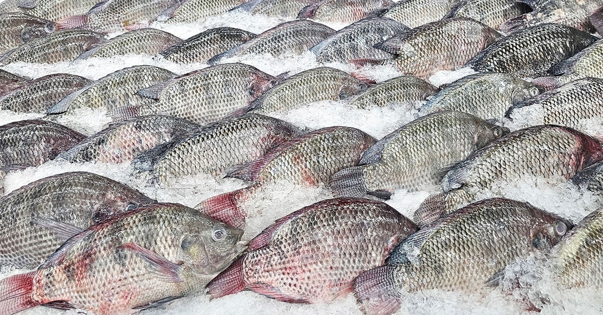 Minas estuda proibir trânsito de tilápia vietnamita para proteger produção local